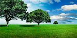 Three Maple Trees in Field