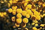 Tansy flowers