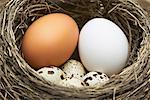 Different Types of Eggs in Nest