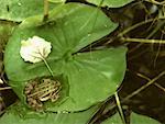 Pool Frog, Amperauen, Germany