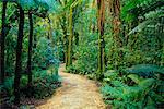 Chemin à travers la forêt tropicale, Mont Bruce, Nouvelle-Zélande