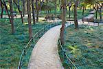 Footpath Through Pine Forest, Purple Bamboo Park, Beijing, China