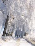 Bouleaux avec la gelée blanche, Fuerstenfeldbruck, Bavière, Allemagne