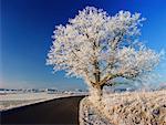 Straßen- und Baum mit Raureif, Gilching, Bayern, Deutschland