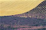 France, Provence, Valensole Plateau, wheat and lavender field