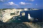 France, Corsica, Bonifacio, seagulls