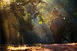 Man Riding Elephant, Bandhavgarh National Park, Madhya Pradesh, India