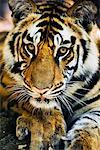 Portrait de tigre