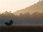 Misty Morning, Bandhavgarh National Park, Madhya Pradesh, India