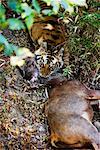 Tiger mit Sambarhirsche töten, Bandhavgarh Nationalpark, Madhya Pradesh, Indien