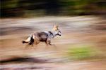 Indian Wolf, Bandhavgarh National Park, Madhya Pradesh, India