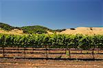 Vineyard on a landscape