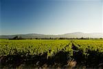 Panoramic view of a vineyard