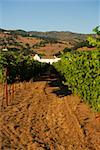 Vineyard in front of a building