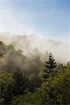 Vue grand angle du brouillard dans les arbres