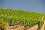 Vineyard in a rolling landscape