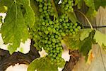 Close-up of unripe grapes on grapevine