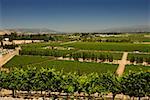 High angle view of vineyards