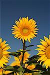 Close-up of sunflowers