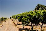 Panoramic view of a vineyard, Napa Valley, California, USA