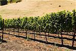 Vineyard on a landscape