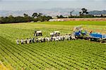 Vue d'angle élevé des personnes travaillant sur une ferme, Los Angeles, Californie, USA