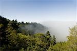 Vue grand angle du brouillard dans les arbres