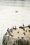 High angle view of pelicans at the La Jolla Reefs, San Diego Bay California, USA