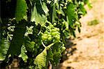 Gros plan des raisins sur la vigne, Napa Valley, Californie, USA