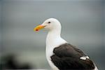 Gros plan d'une mouette sur un rocher, les récifs de La Jolla, baie de San Diego, Californie, Etats-Unis