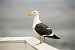 Close-up of a seagull on a rock, La Jolla Reefs, San Diego Bay, California, USA