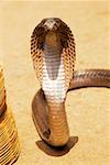 Vue grand angle sur un cobra, Pushkar, Rajasthan, Inde