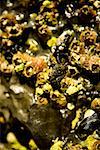 Close-up of barnacles on a reef, La Jolla Reefs, San Diego Bay, California, USA