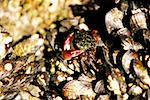 Close-up of barnacles on a reef, La Jolla, San Diego, California, USA