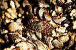 Close-up of barnacles on a reef, La Jolla, San Diego, California, USA