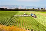 Vue d'angle élevé des personnes travaillant sur une ferme, Los Angeles, Californie, USA