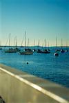 Sailboats in a river, Charles River, Boston, Massachusetts, USA