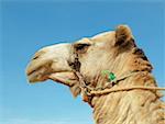Low angle view of a camel