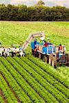 Erhöhte Ansicht von Menschen arbeiten auf dem Bauernhof, Los Angeles, Kalifornien, USA