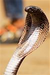 Nahaufnahme einer Cobra, Pushkar, Rajasthan, Indien