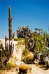 Panoramic view of an array of cactus plants, San Diego, California, USA