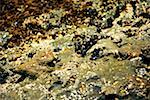 Close-up of barnacles on a reef, La Jolla Reefs, San Diego Bay, California, USA