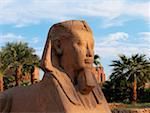 Nahaufnahme von einer Statue, Tempel von Luxor, Luxor, Ägypten