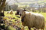 Flock of sheep grazing on a hillside, Spain