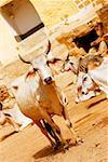 Groupe de vaches dans la rue, Jaisalmer, Rajasthan, Inde