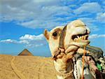 Close-up of a camel
