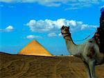 Person auf einem Kamel vor einer Pyramide, Bent Pyramid, Dashur, Ägypten