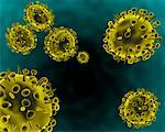 Avian Flu Virus