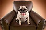 Pug Dog Sitting in Chair