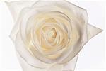 White Rose